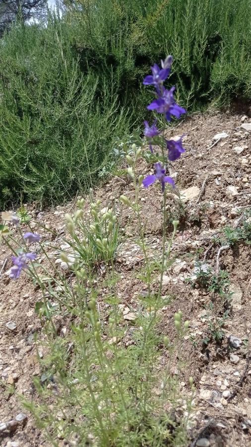 Bed and Breakfast Les Cigales Villelaure Esterno foto